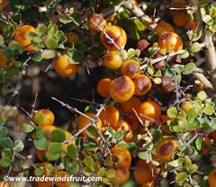 پرتقال خاردار